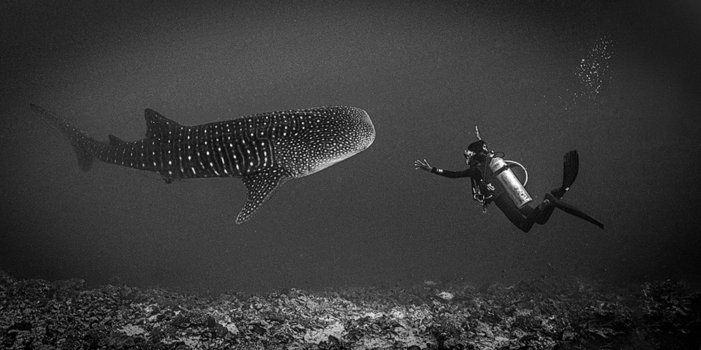 Underwater FineArt photography by Alexej Sachov – A HUGE Luck (2022), presented at boot Düsseldorf 2026 (Maritime Art)