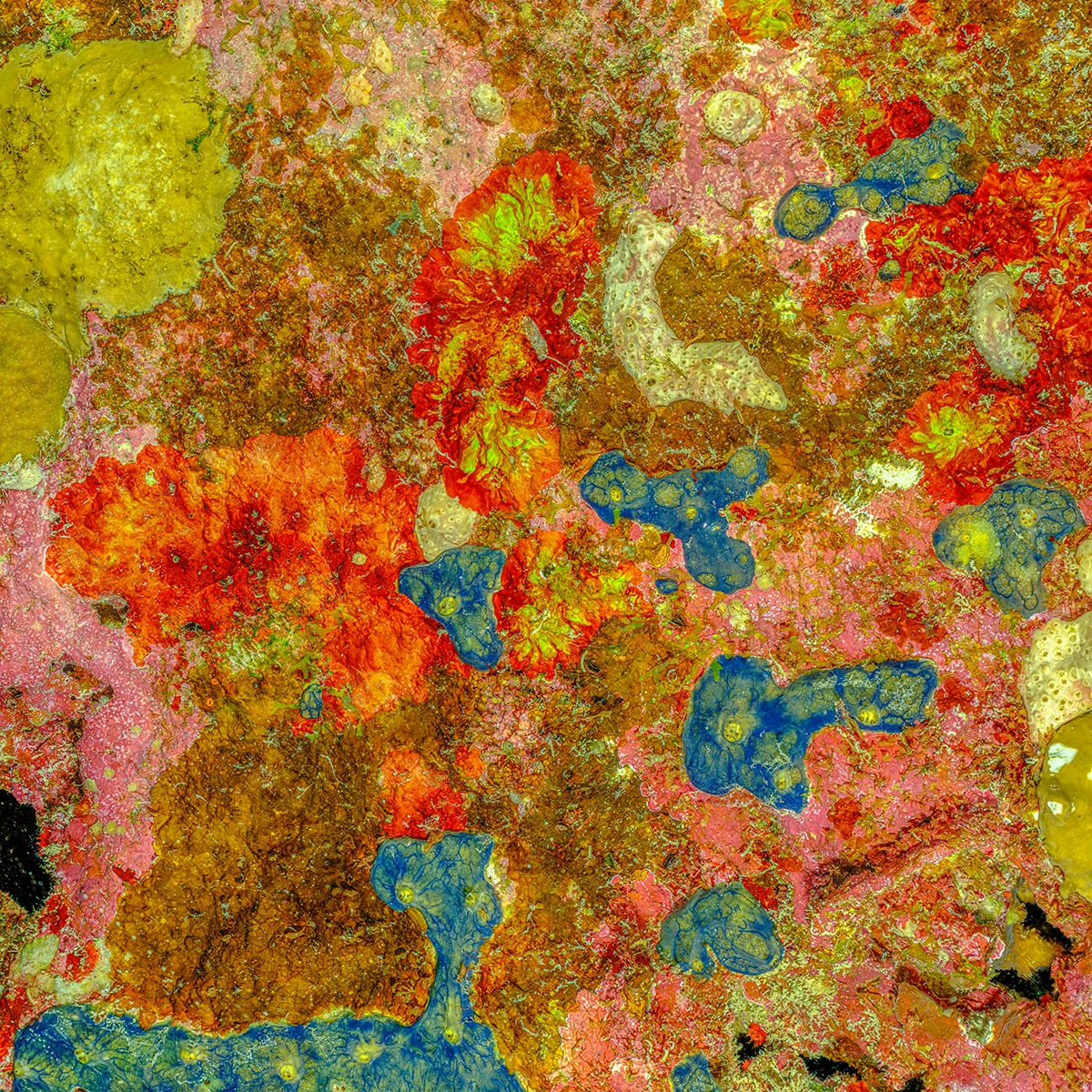 Underwater Fine Art photography by Alexej Sachov – The Prehistoric Art of Nature #1 (2025), presented at Artexpo New York 2026 (Solo Booth S311)