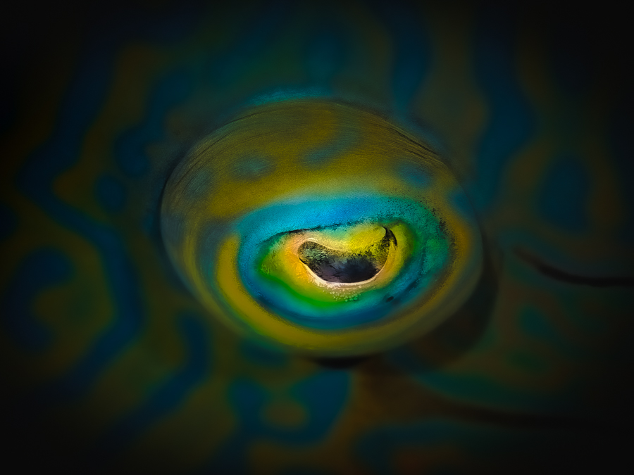 Napoleon fish eye