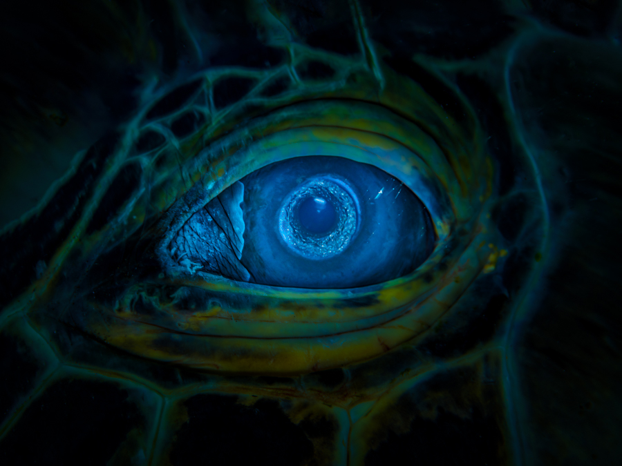 Turtle's eye