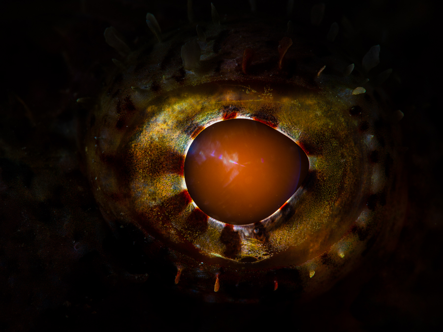 Scorpion fish eye