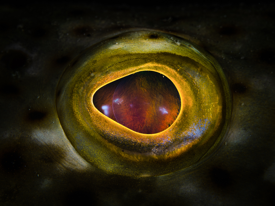 Grouper fish eye