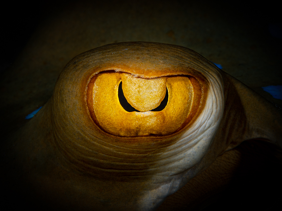 Stingray's eye