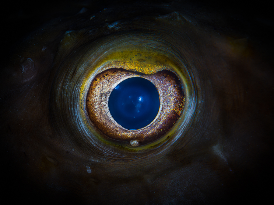 Puffer fish eye