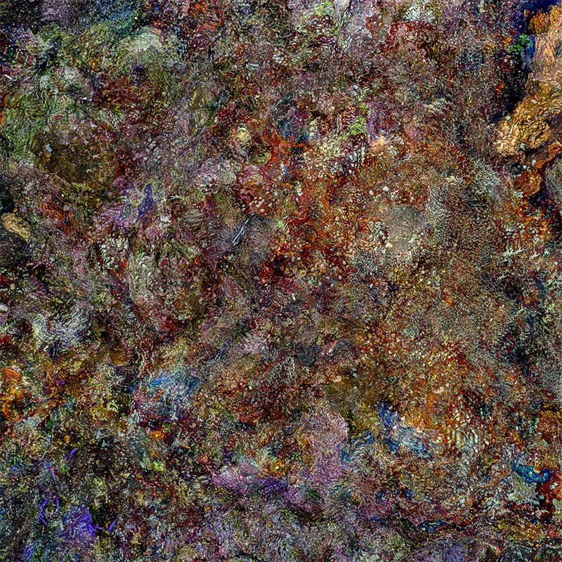 The Jewel of Nature #1 (2025) by Alexej Sachov. Fine art photography, coral reef macro. Photo Basel 2026, Solo Booth A9, Volkshaus Basel.