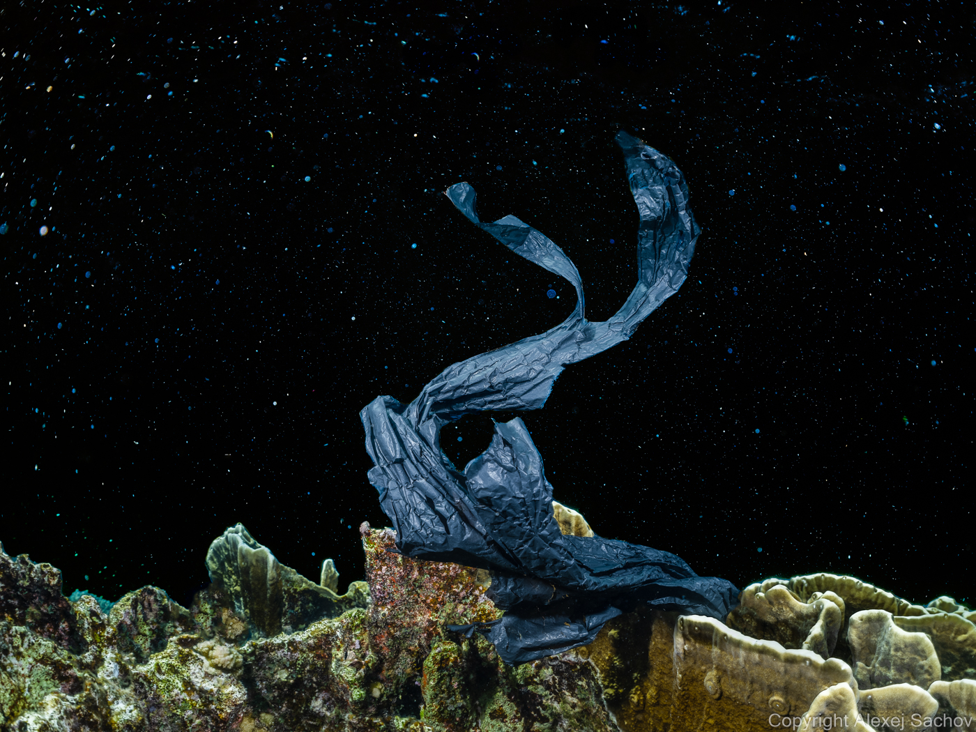 New Cosmos - Underwater Ecology Art Photography by Alexej Sachov