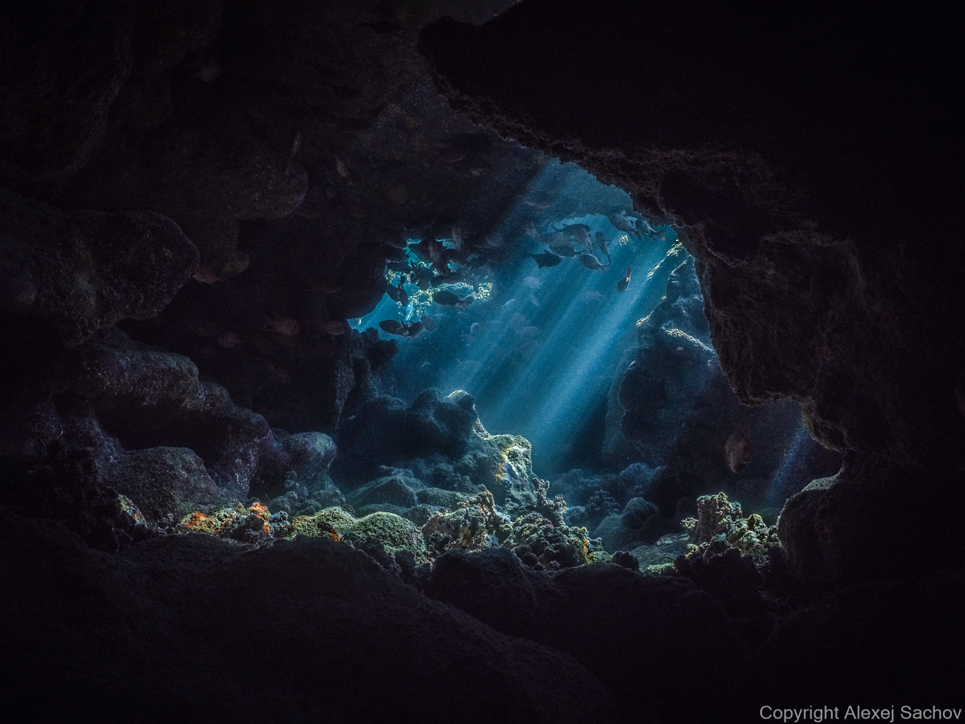 The Hidden World - Underwater Art Photography by Alexej Sachov