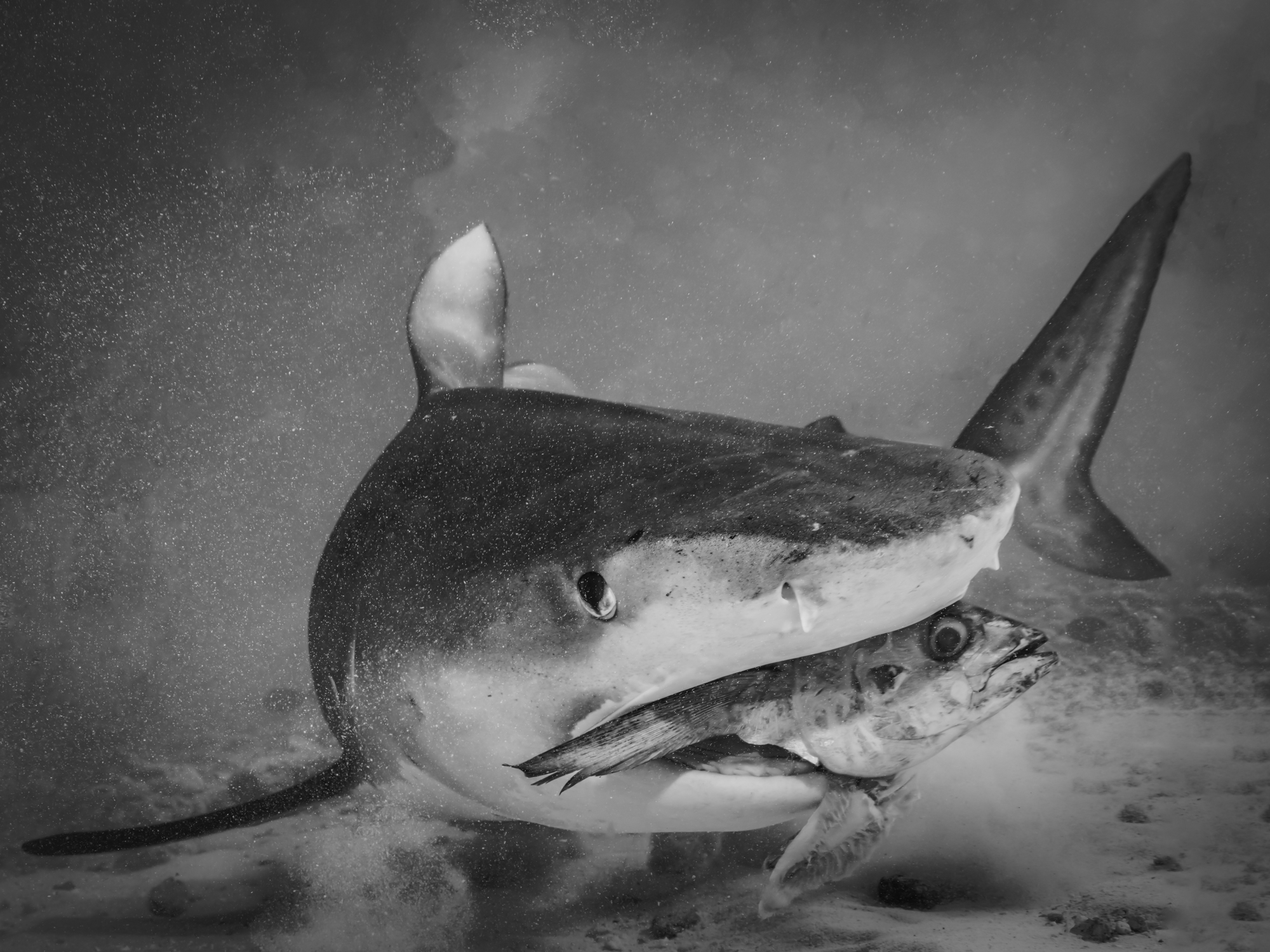 Be the Big Fish! - Underwater Art Photography by Alexej Sachov