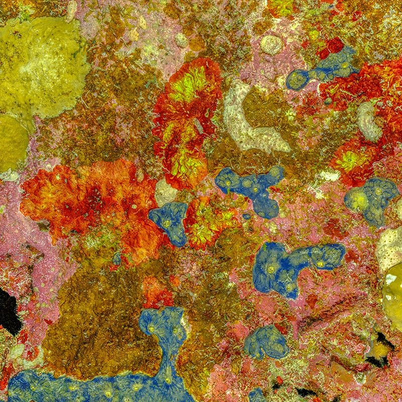The Prehistoric Art of Nature #1 (2025) by Alexej Sachov, coral reef macro photography, The Jewel of Nature. Resonant Light, Paris Art Week 2026, 17 rue Chapon.